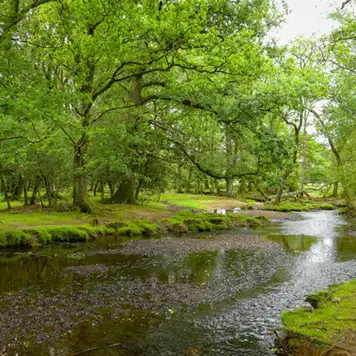 Image related to The New Forest