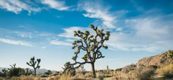 Image related to Las Vegas - Mojave Desert - Los Angeles