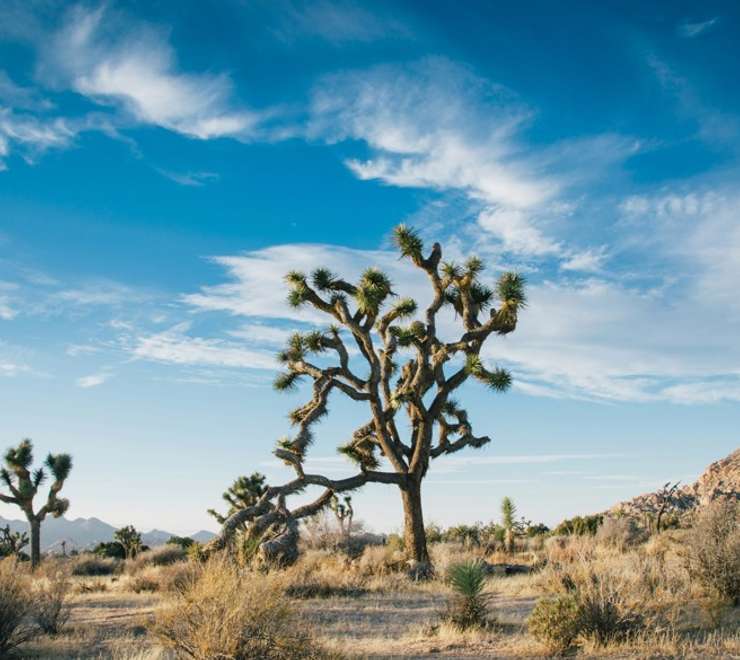 Las Vegas - Mojave Desert - Los Angeles