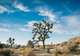 Las Vegas - Mojave Desert - Los Angeles