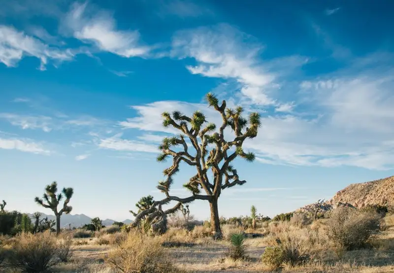 Las Vegas - Mojave Desert - Los Angeles