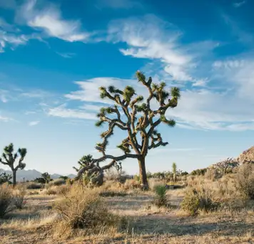 Image related to Las Vegas - Mojave Desert - Los Angeles