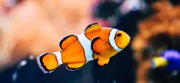 Image related to Aquarium