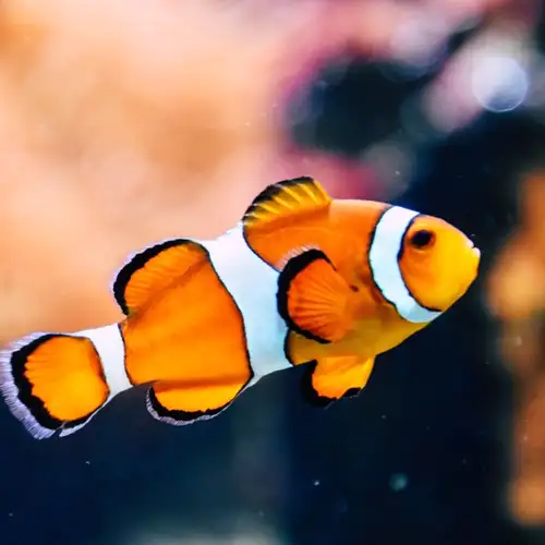 Image related to Aquarium