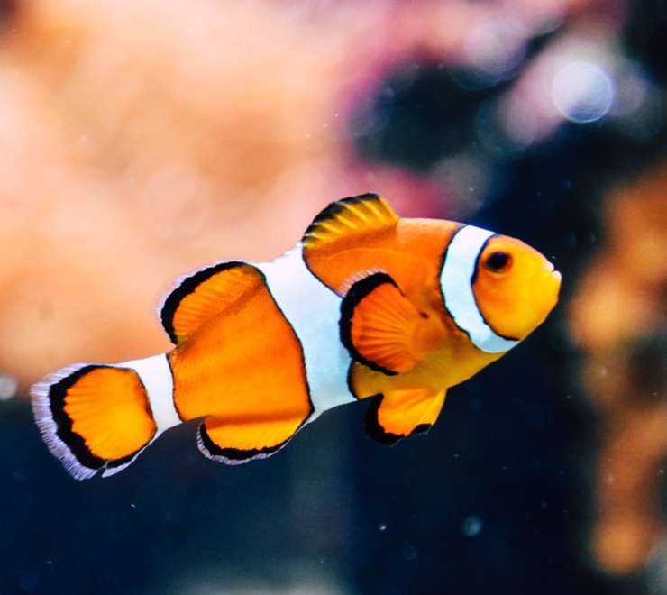 Aquarium