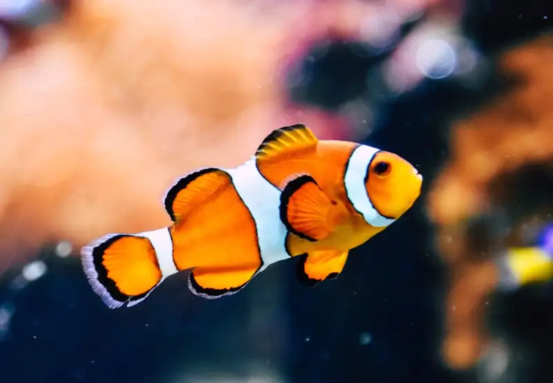 Aquarium