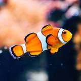 Image related to Aquarium