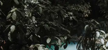 Image related to Dunn's River Falls