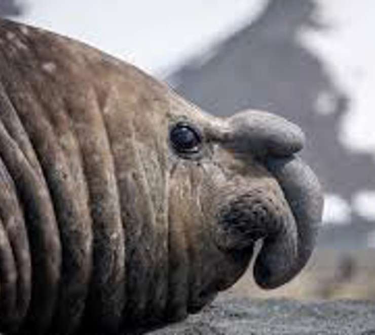 Spot Elephant Seals