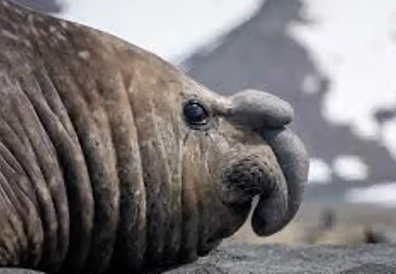 Spot Elephant Seals