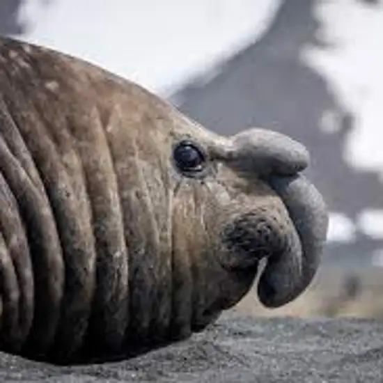 Image related to Spot Elephant Seals