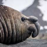 Image related to Spot Elephant Seals