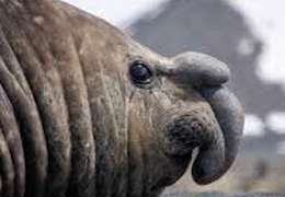 IgluCruise.Application.ViewModels.Shared.WebImageViewModel?.Description