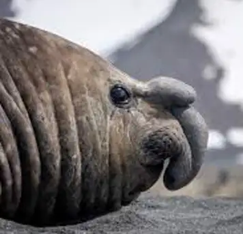 Image related to Spot Elephant Seals