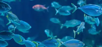 Image related to Kagoshima City Aquarium