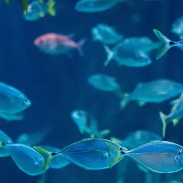 Image related to Image related to Kagoshima City Aquarium