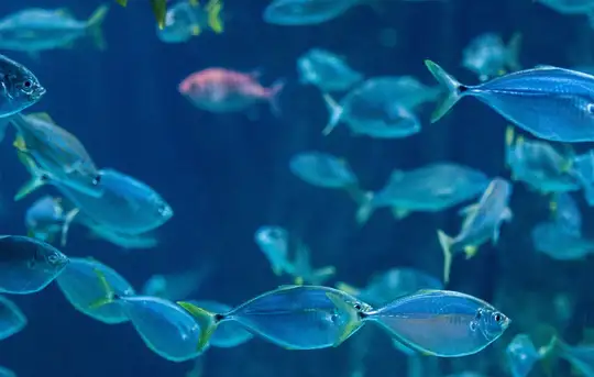 Image related to Kagoshima City Aquarium