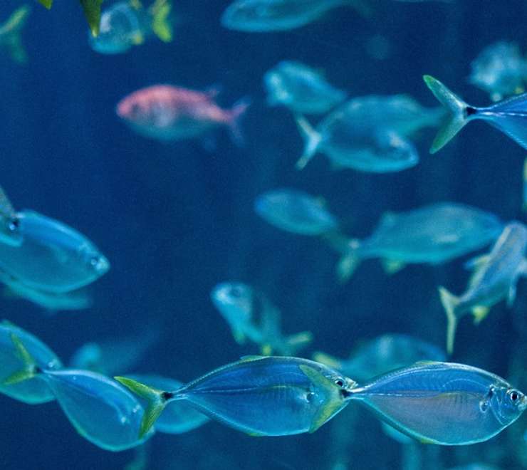 Kagoshima City Aquarium