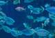 Kagoshima City Aquarium
