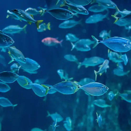 Image related to Kagoshima City Aquarium