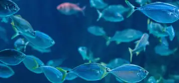 Image related to Kagoshima City Aquarium