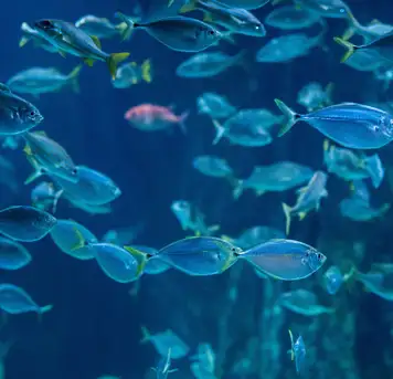 Image related to Image related to Kagoshima City Aquarium