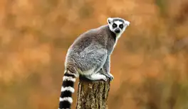 Image related to Animal Kingdom