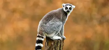 Image related to Animal Kingdom