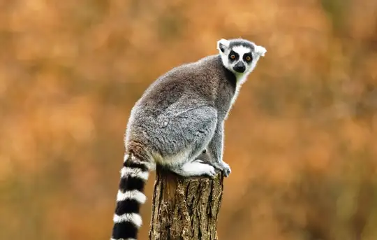 Image related to Animal Kingdom