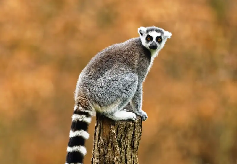 Image related to Animal Kingdom