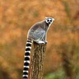 Image related to Animal Kingdom