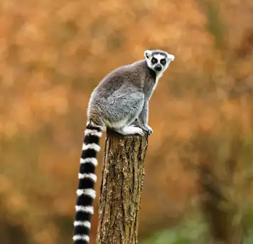 Image related to Animal Kingdom
