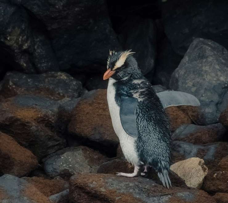 Rockhopper Penguin