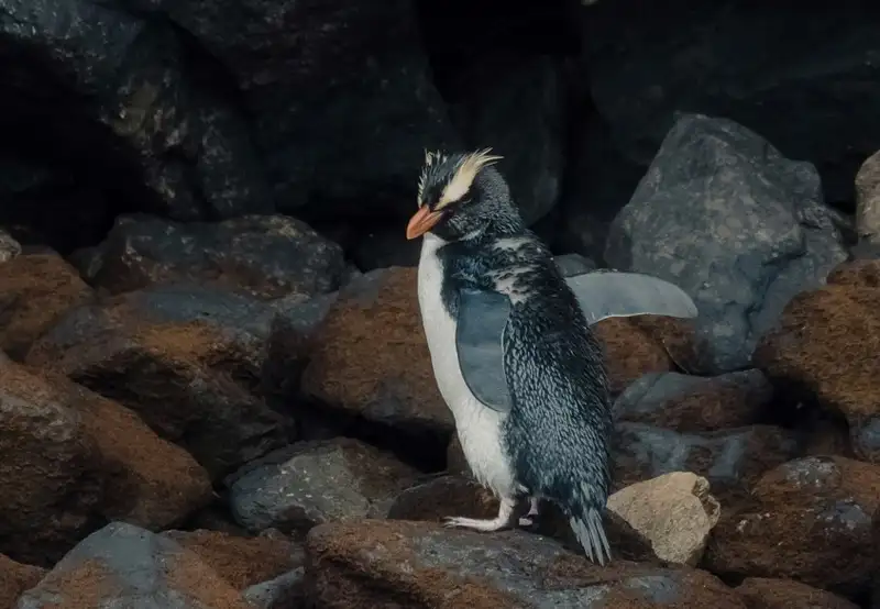 Rockhopper Penguin