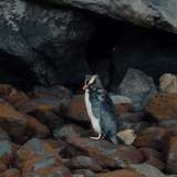 Image related to Rockhopper Penguin