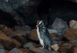 IgluCruise.Application.ViewModels.Shared.WebImageViewModel?.Description