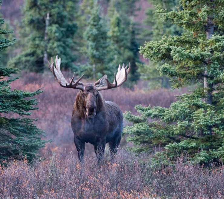 Moose
