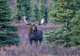 Moose