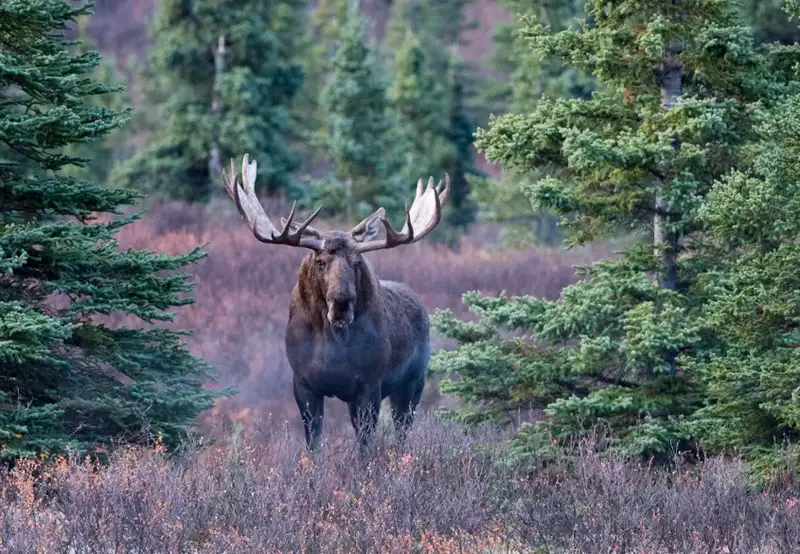 Moose