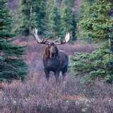 Image related to Moose
