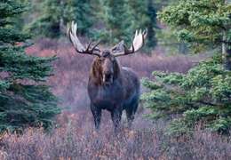 IgluCruise.Application.ViewModels.Shared.WebImageViewModel?.Description