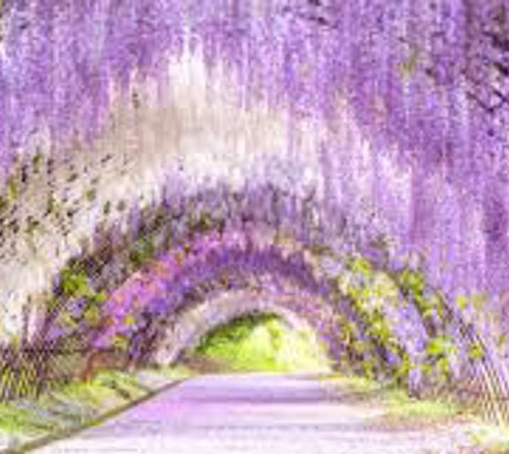 Kawachi Wisteria Garden