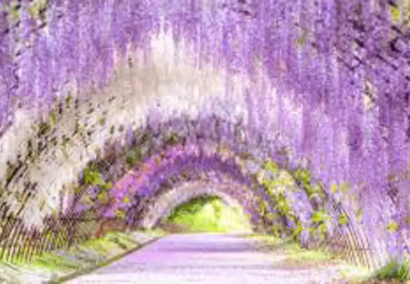 Kawachi Wisteria Garden