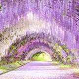 Image related to Kawachi Wisteria Garden