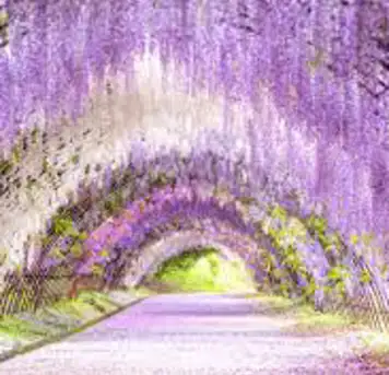 Image related to Kawachi Wisteria Garden