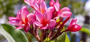 Image related to Botanical Garden