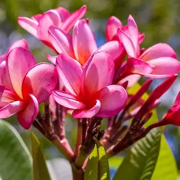 Image related to Botanical Garden