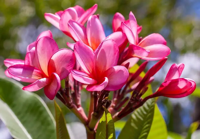 Botanical Garden