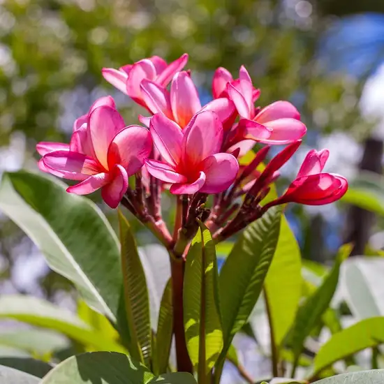 Image related to Botanical Garden