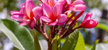 Image related to Botanical Garden